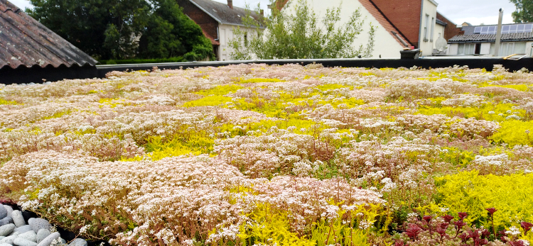 Urban Heat Island Effect 6 bloeiend groenpalet cassette dak groendak sedum dak