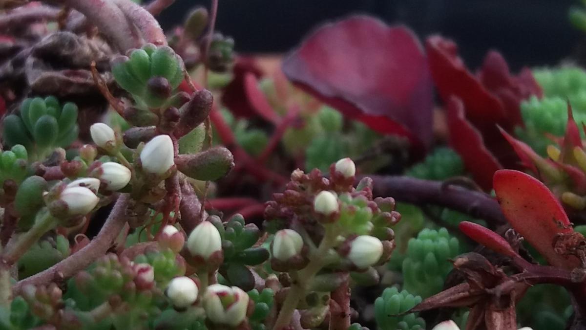 Groendak voordelen 24 Groendakvegetatie