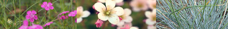 Groendak voordelen 25 saxifraga arendsii of driekleurige viooltjes