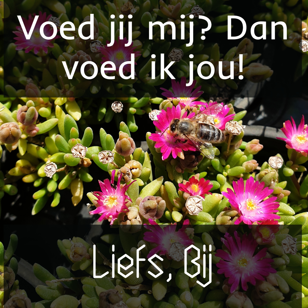 Gezond leven met een groendak 5 Bijen en Groendaken
